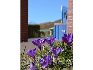 Frühling auf Langeoog