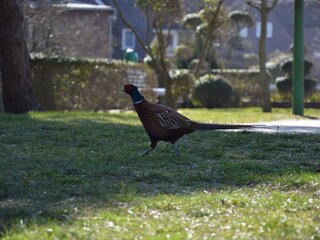 Flora und Fauna...