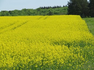wunderschöne Natur in und um Lychen