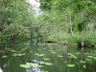 wunderschöne Seen in und um Lychen