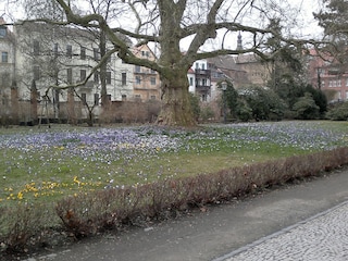 Zittauer Krokuswiese