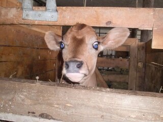 Appartamento per vacanze Völs am Schlern Ambiente 19