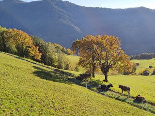 Appartamento per vacanze Völs am Schlern Registrazione all'aperto 10