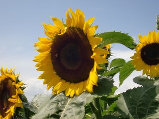 Appartamento per vacanze Völs am Schlern Registrazione all'aperto 9