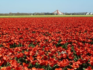 tulip fields in the spring