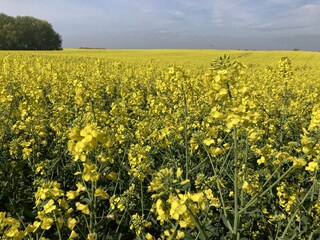 Rapsfeld zwischen Klink und Sembzin