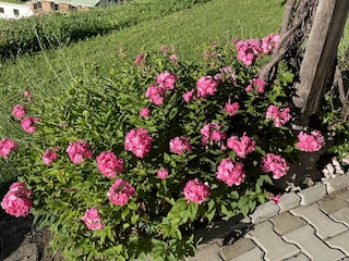 Roter Aufheller