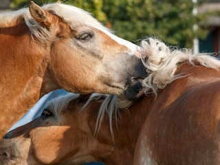 Die Haflinger