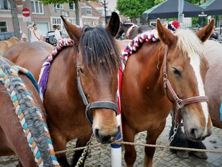 Appartamento per vacanze Koudekerke Ambiente 17