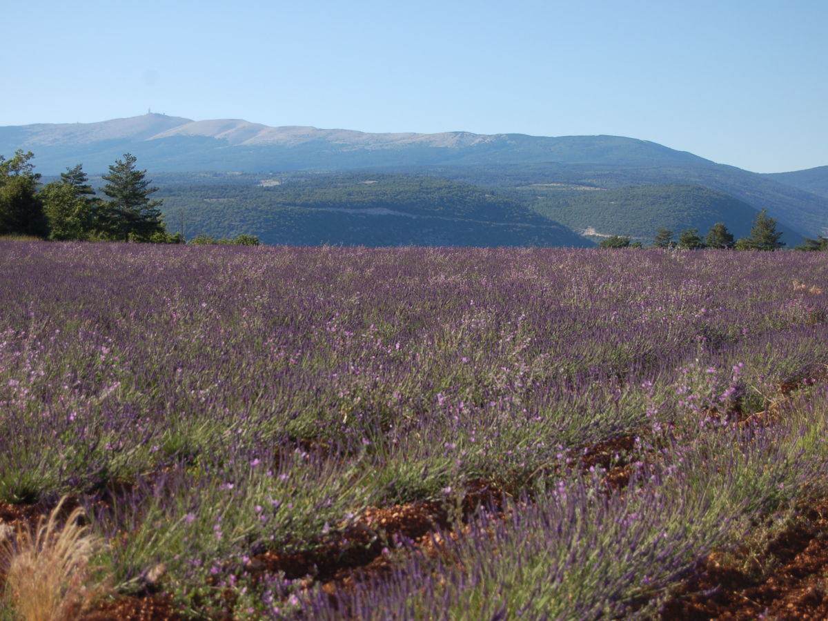 Lavendelfelder in der Provence