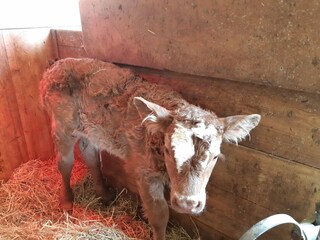 Appartamento per vacanze St. Martin in Thurn Registrazione all'aperto 10