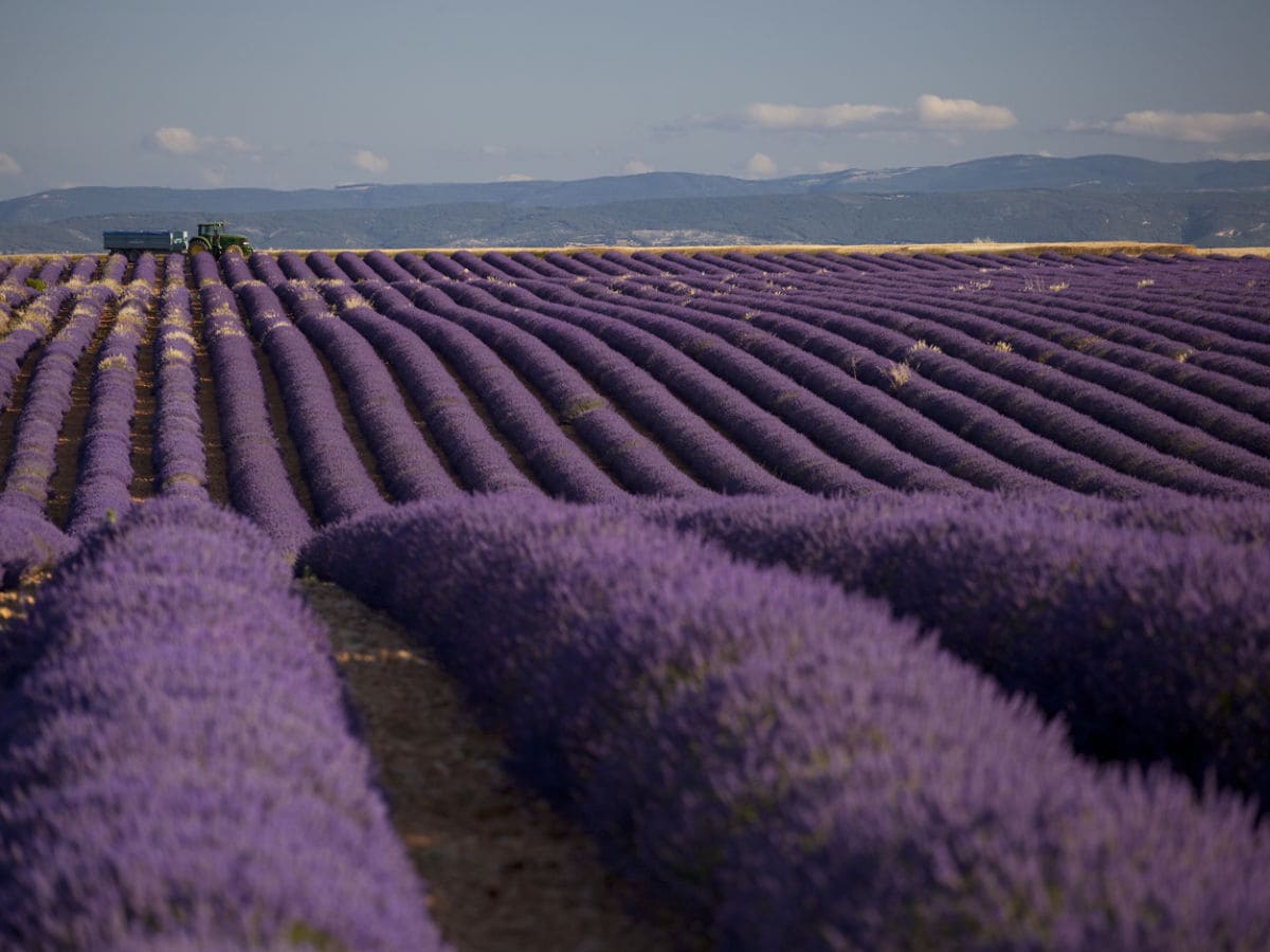 Lavendelfelder in der Provence