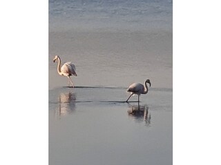 Casa de vacaciones Gruissan Entorno 30