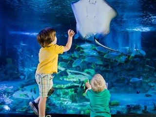 Sea Life