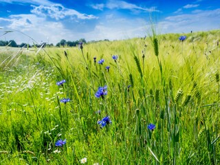 Mohnblumen auf dem Gerstenfeld