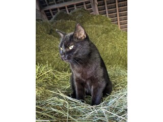 Unsere Katze ist immer gerne dabei .