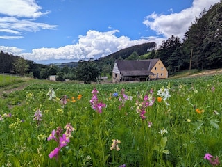 Unser Blumenfeld und eigene Kartoffeln.