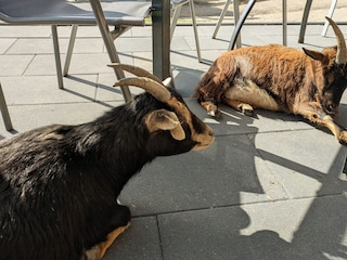 Sie gesellen sich auch gerne dazu.