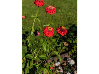 Ein Blick in den Garten