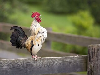 Appartamento per vacanze St. Stefan im Rosental Ambiente 16