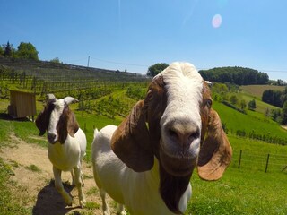 Appartamento per vacanze St. Stefan im Rosental Ambiente 19