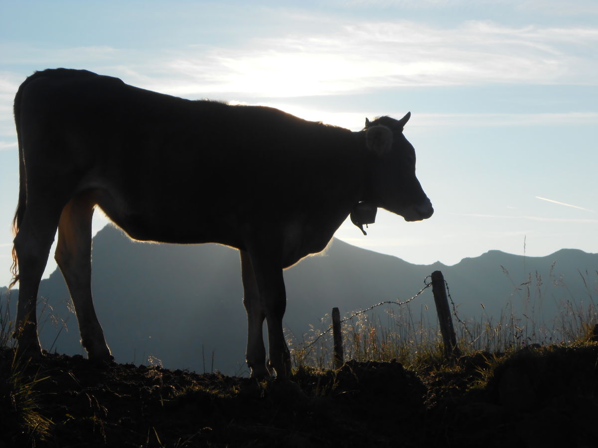 Auf der Alpe