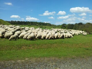 Schafsherde im FFH Naturschutzgebiet Wetzlar
