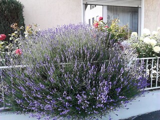 Lavendelblüte im Juni