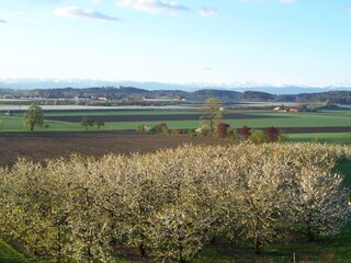Obstbäume und Alpen