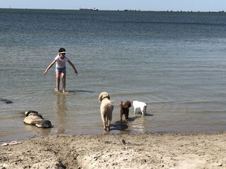 Hundestrand am IJsselmeer