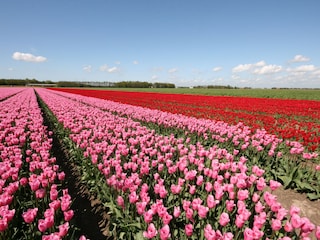 Tulpenfestival in Mai