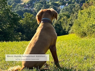 Deine Fellnase wird es auch lieben...