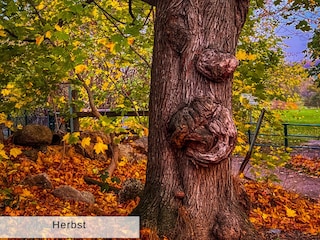 Baum mit Gesicht