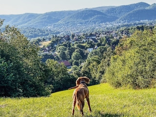 Wenige Gehminuten entfernt, der Ausblick vom Langenberr