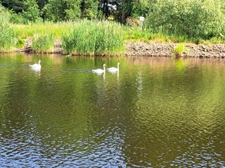 Schwäne im Nationalpark