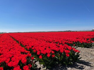 Vakantiehuis Julianadorp Omgeving 38