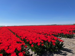 Vakantiehuis Julianadorp Omgeving 39