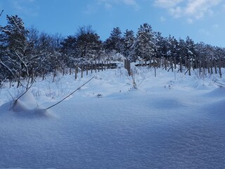 Blick in den winterlichen Weinberg