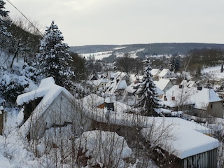 Große Reblaus im Winter