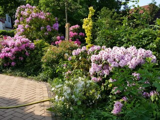 Rhododendronbüche hinterm Haus