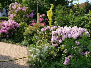 Rhododendronbüsche hinterm Haus