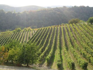 um uns herum Wein