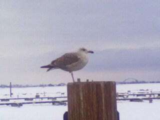 Am Hafen im Winter