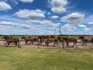 Appartement de vacances Hévíz Environnement 32