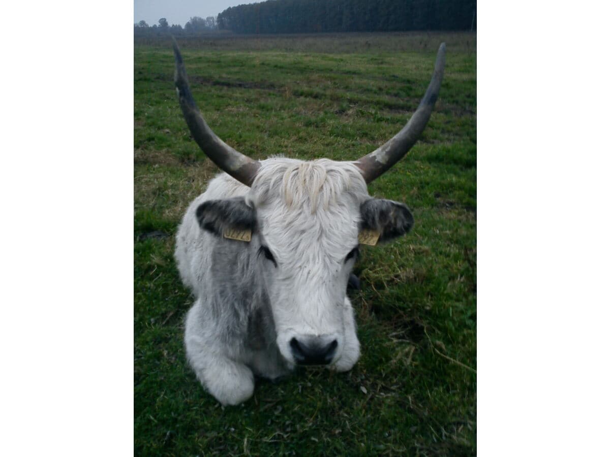 Urungarische Tiere sieht man in Salföld (zB)