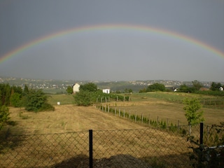 Regenbogen über den Weinbergen