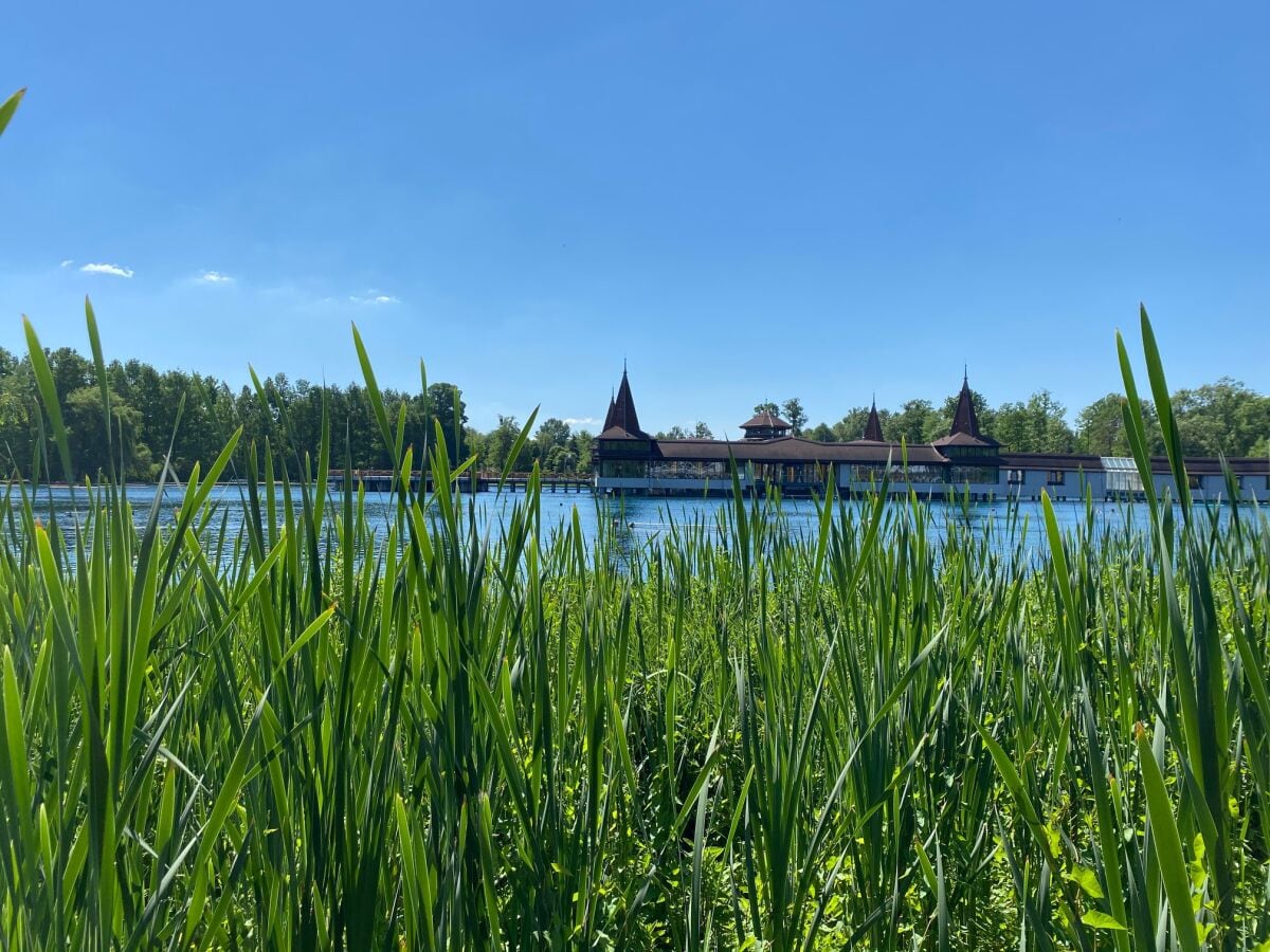 Naturschilf gibt es noch in vielen Ecken