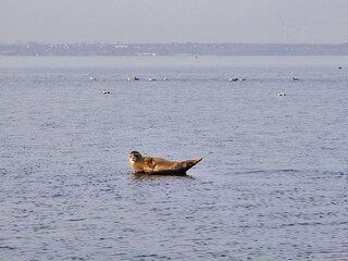 Robbe bei Strukkamp an der Küste von Fehmarn