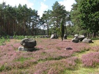 Heideblüte Ende August/Anfang September