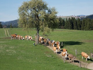 unsere Kühe auf dem Weg zum Stall